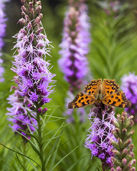 Liatris spicata7